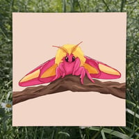 Image 1 of Rosy Maple Moth Art Print