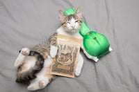 Image 3 of Stray Cat Chronic Catnip