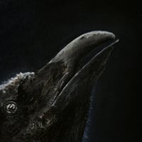 Image 4 of ORIGINAL - Corvus