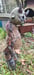 Image of FFFaun #1