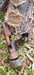 Image of FFFaun #1