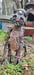 Image of FFFaun #1