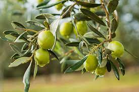 Mission High Biophenol Ultra-Premium Olive Oil (USA) -Robust