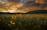 Sunflower Sunset