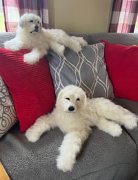 Image 2 of 15" Great Pyrenees or Maremma