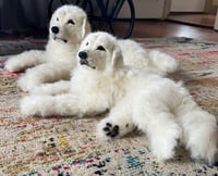 Image 3 of 15" Great Pyrenees or Maremma