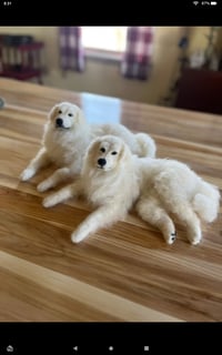 Image 1 of 12" Great Pyrenees or Maremma