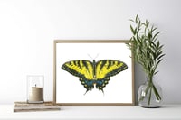 Image 1 of Eastern Tiger Swallowtail Butterfly