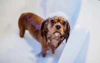 Image 1 of Puppy Love Dog Shampoo (liquid) Sulfate Free, Paraben Free, Cocomidopropyl Betaine Free, pH balanced