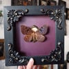 Real framed moth Erebus macrops 