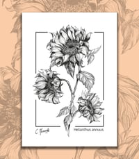 Tournesol, Helianthus annus, planche botanique