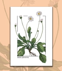 Paquerette, Bellis perennis,  planche botanique