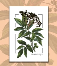 Sureau, Sambucus nigra, planche botanique