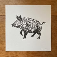 Image 1 of Wild Boar