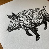 Image 2 of Wild Boar