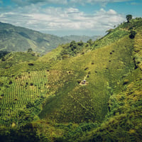 Image 1 of COLOMBIA | SUGARCANE DECAF