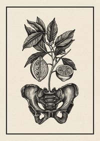 Image 1 of Sour Hips
