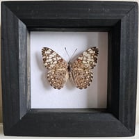 Framed - Cracker Butterfly
