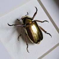 Image 2 of Framed - Gold Argenteola Scarab Beetle (V.RARE)