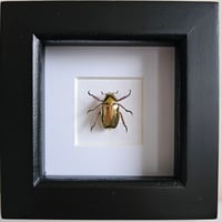 Image 1 of Framed - Gold Argenteola Scarab Beetle (V.RARE)