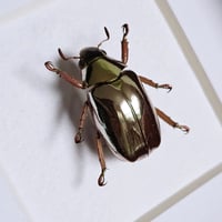 Image 2 of Framed - Gold Optima Scarab Beetle (V.RARE)