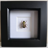 Image 1 of Framed - Gold Optima Scarab Beetle (V.RARE)