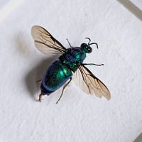 Image 2 of Framed - Cuckoo Wasp (RARE)