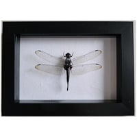 Framed - Dragonfly I