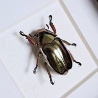 Image 2 of Framed - Silver Chrysargyrea Scarab Beetle (V.RARE)