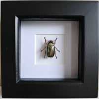 Image 1 of Framed - Silver Chrysargyrea Scarab Beetle (V.RARE)