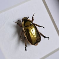 Image 2 of Framed - Gold Aurigans Scarab Beetle (V.V.RARE)