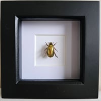 Image 1 of Framed - Gold Aurigans Scarab Beetle (V.V.RARE)
