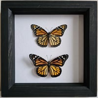 Framed - Monarch Butterfly Pair 