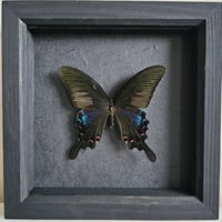 Framed - Alpine Black Swallowtail Butterfly I