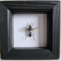 Framed - Vietnam Hawk Wasp