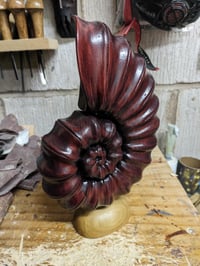 Image of Ammonite