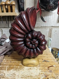 Image of Ammonite