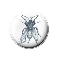 Image of Pin-button istrange insect grey
