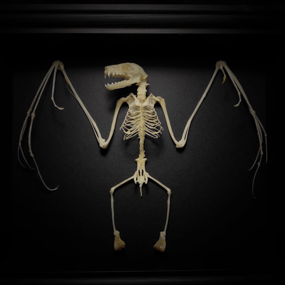 Image of Bat Skeleton 