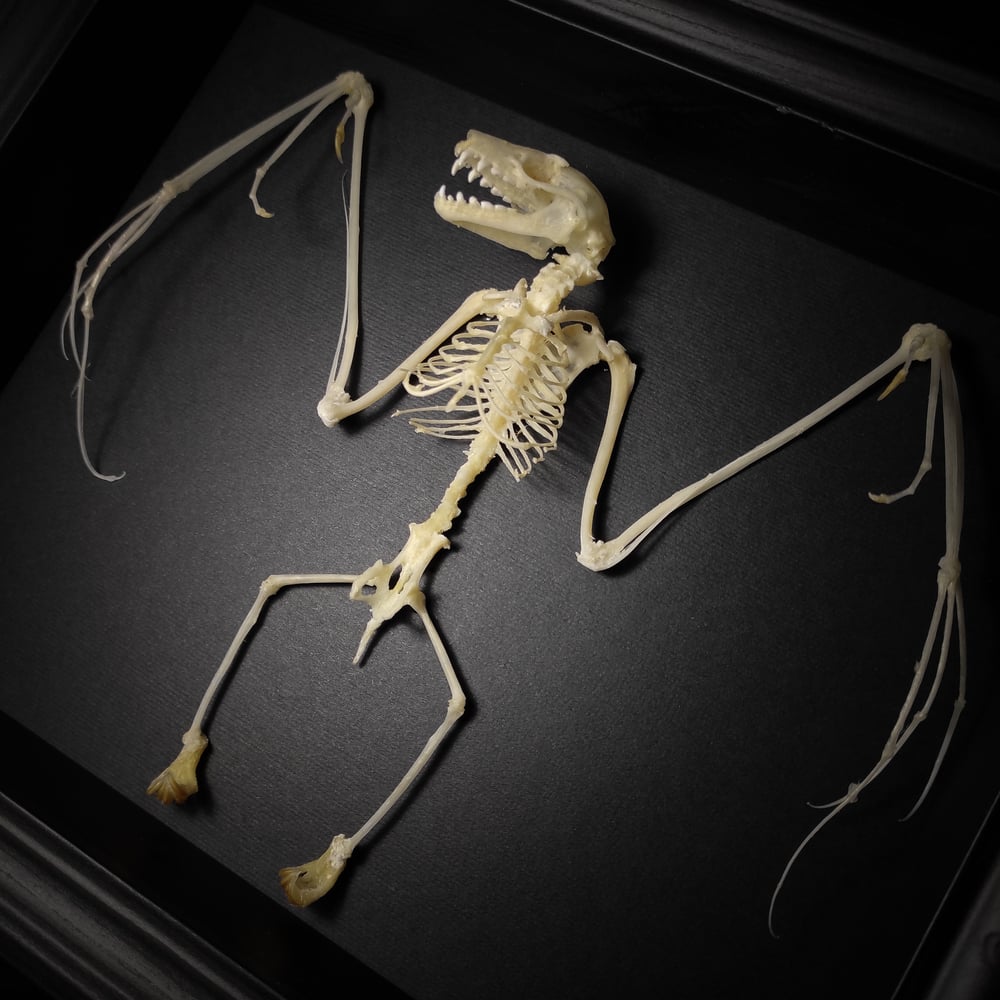 Image of Bat Skeleton 