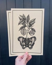Image 2 of Sour Hips