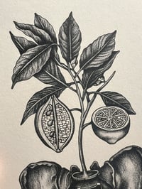 Image 3 of Sour Hips