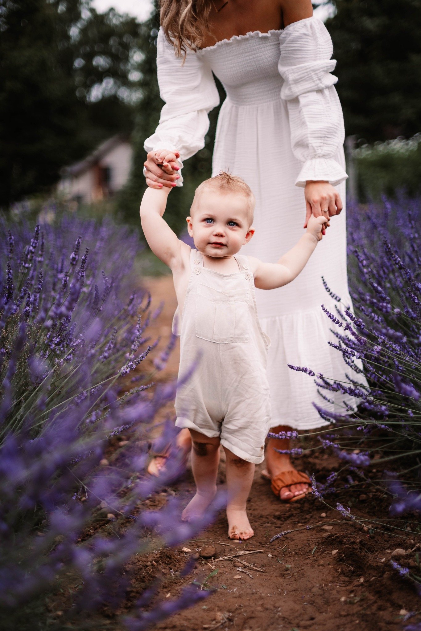 Image of Sunset Flower Farm Minis - Deposit