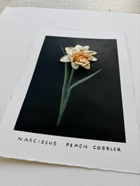 Image 3 of Narcissus Peach Cobbler