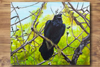 Image 2 of Black Bird Sings (Color) 11 x 14" Print