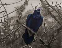 Image 1 of BLACK BIRD SINGS  11 X 14" PRINT (Muted)