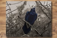 Image 2 of BLACK BIRD SINGS  11 X 14" PRINT (Muted)
