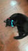 Image of Fish Crinkly Catnip Scrunchie 
