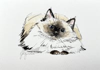 Image 1 of  'Cute Cats' Postcard Set 