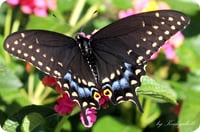 Image 3 of Black Swallowtail Butterfly